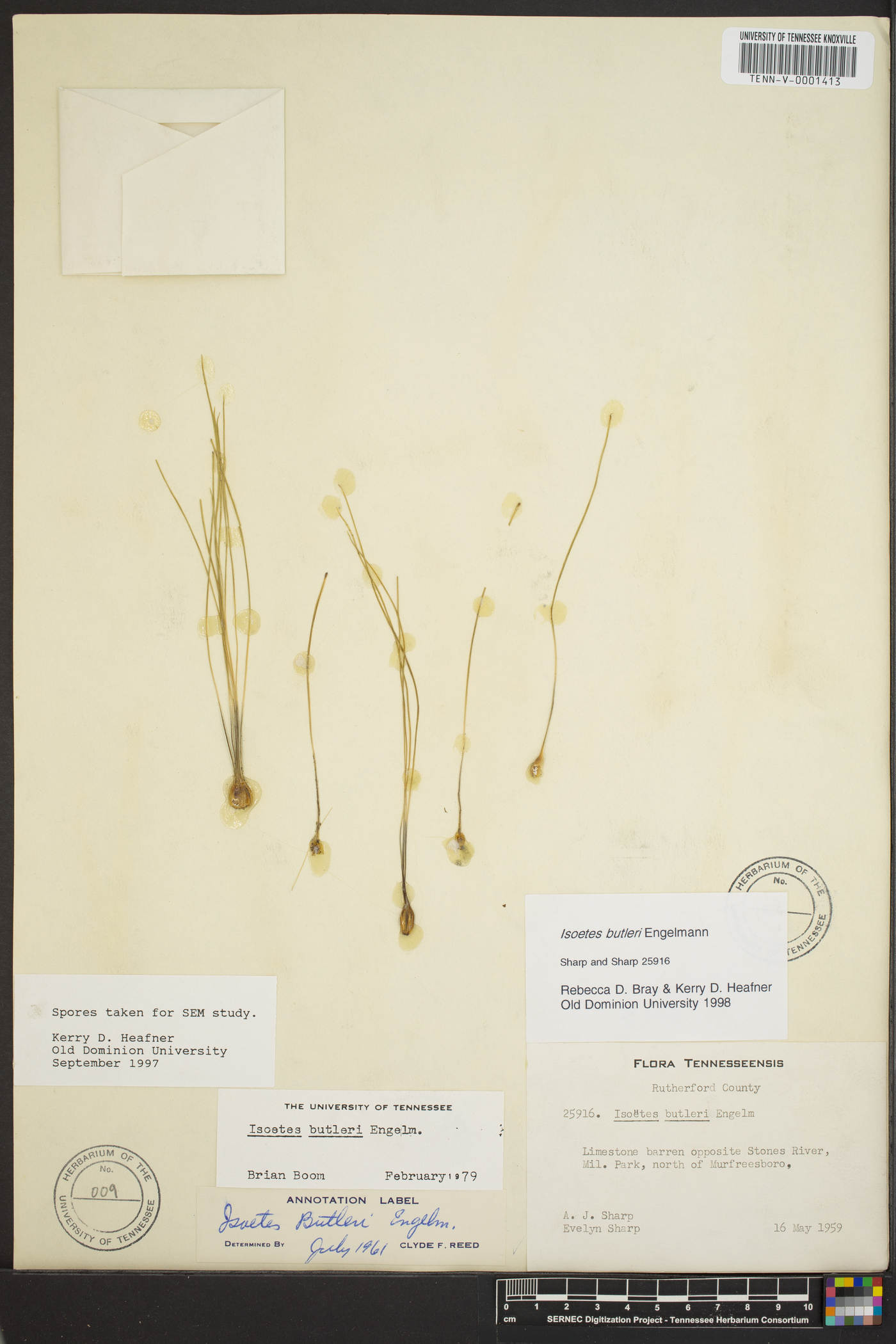 Isoëtes butleri image