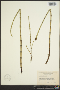 Equisetum fluviatile image