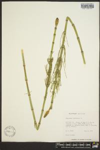 Equisetum fluviatile image