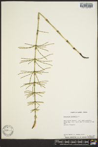 Equisetum fluviatile image