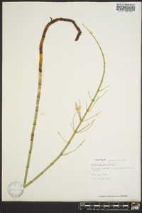 Equisetum fluviatile image