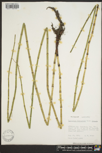 Equisetum fluviatile image