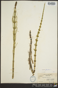 Equisetum fluviatile image