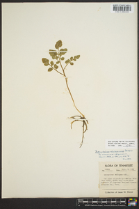 Botrychium alabamense image