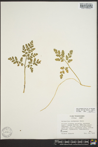 Botrychium alabamense image