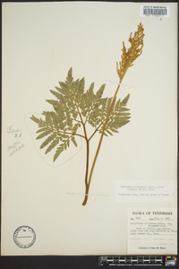 Sceptridium biternatum image