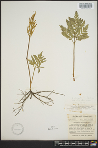 Sceptridium biternatum image