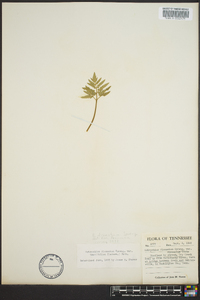 Sceptridium biternatum image