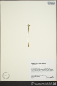 Botrychium matricariifolium image