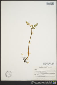 Botrychium matricariifolium image