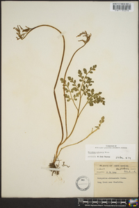 Botrychium alabamense image