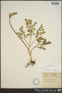 Botrychium alabamense image