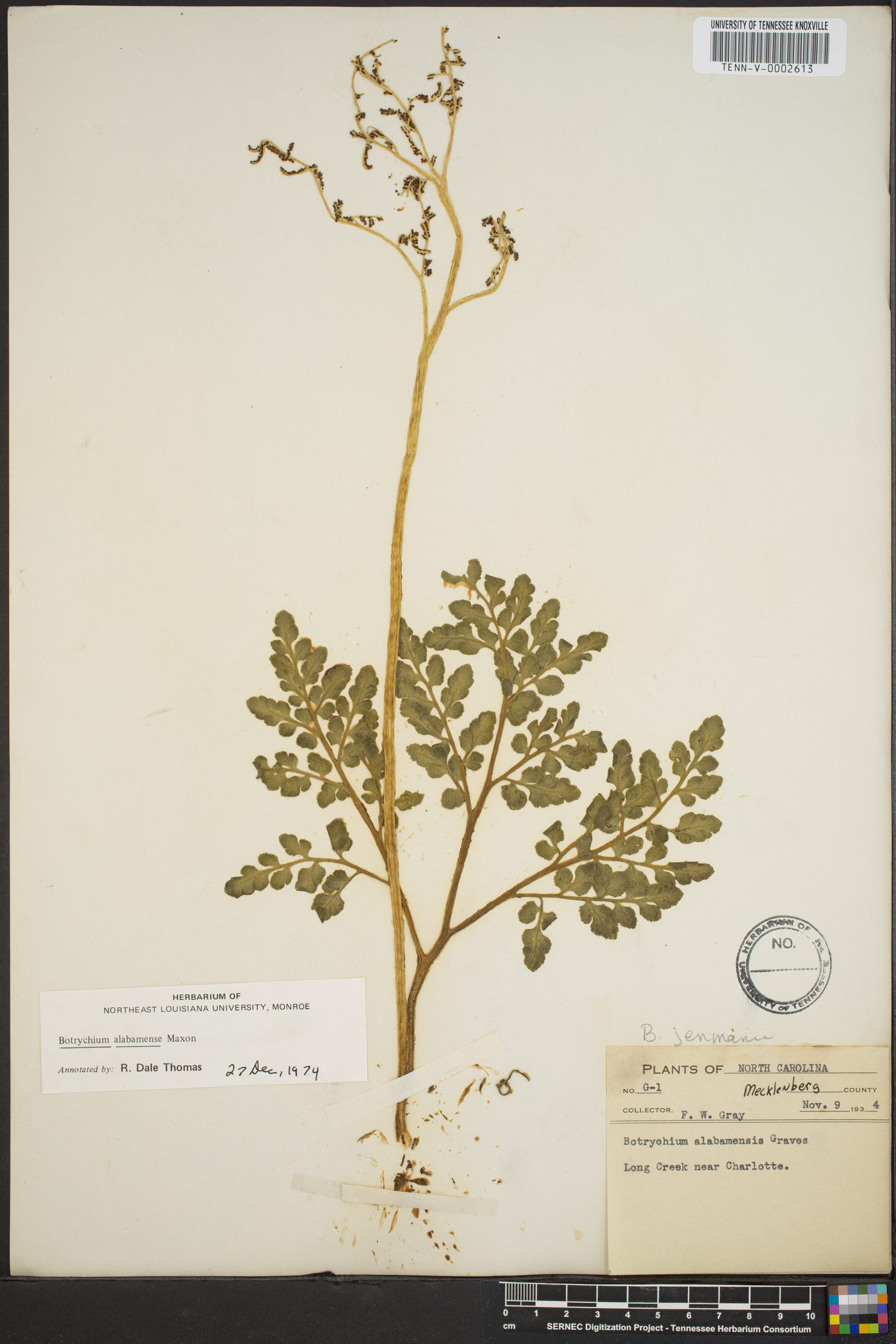 Botrychium alabamense image