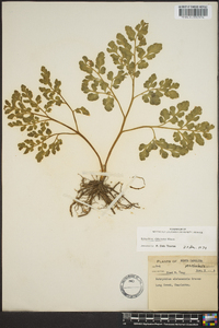 Botrychium alabamense image