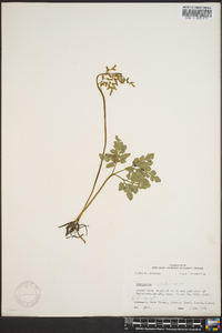 Botrychium alabamense image