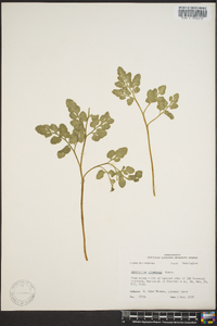 Botrychium alabamense image