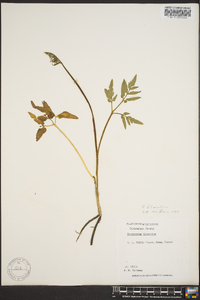 Sceptridium biternatum image