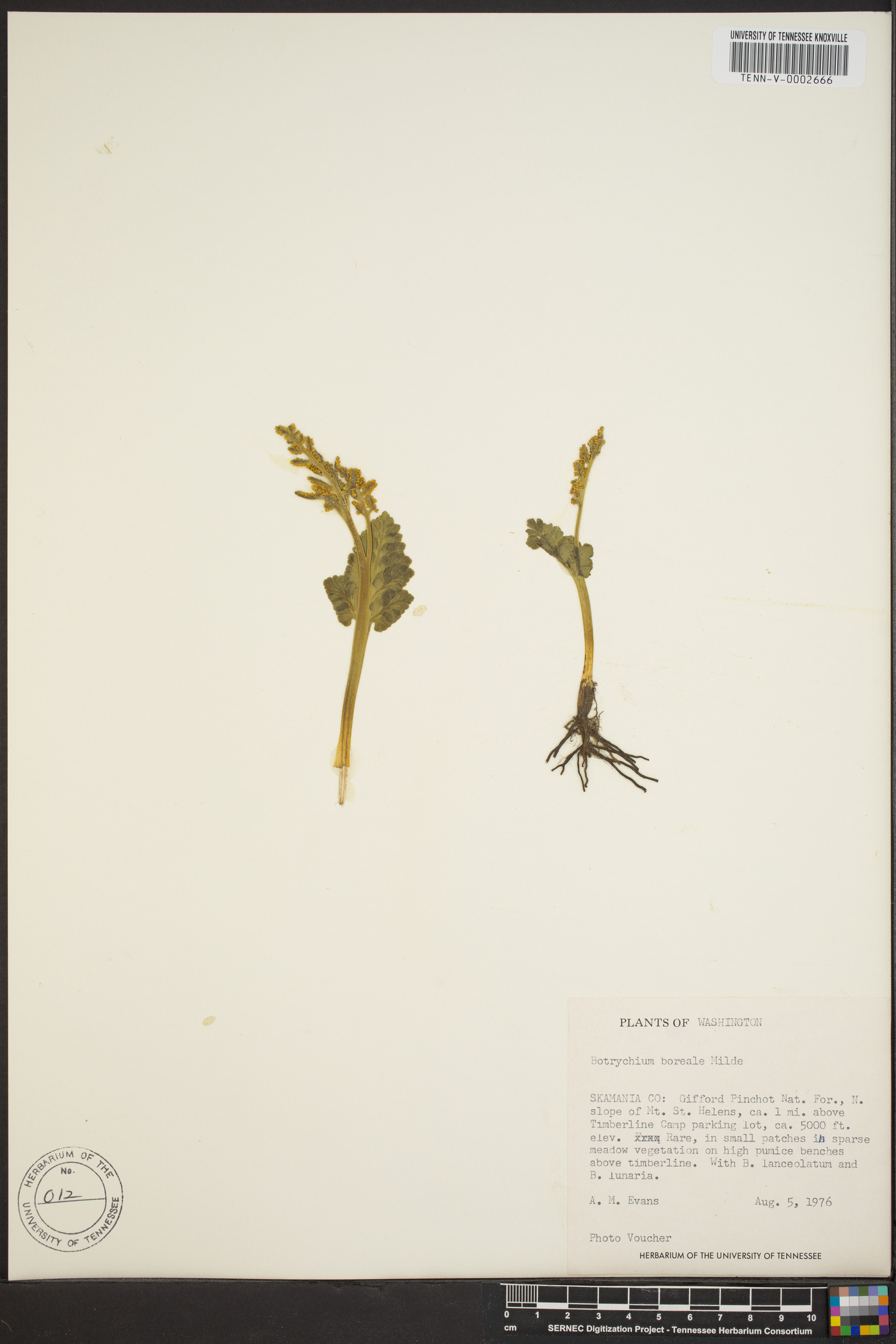 Botrychium boreale image