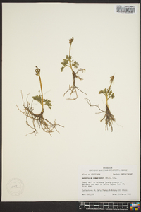 Botrychium lunarioides image