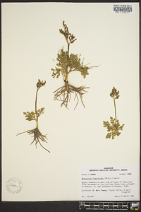 Botrychium lunarioides image