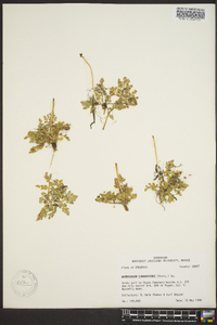 Botrychium lunarioides image