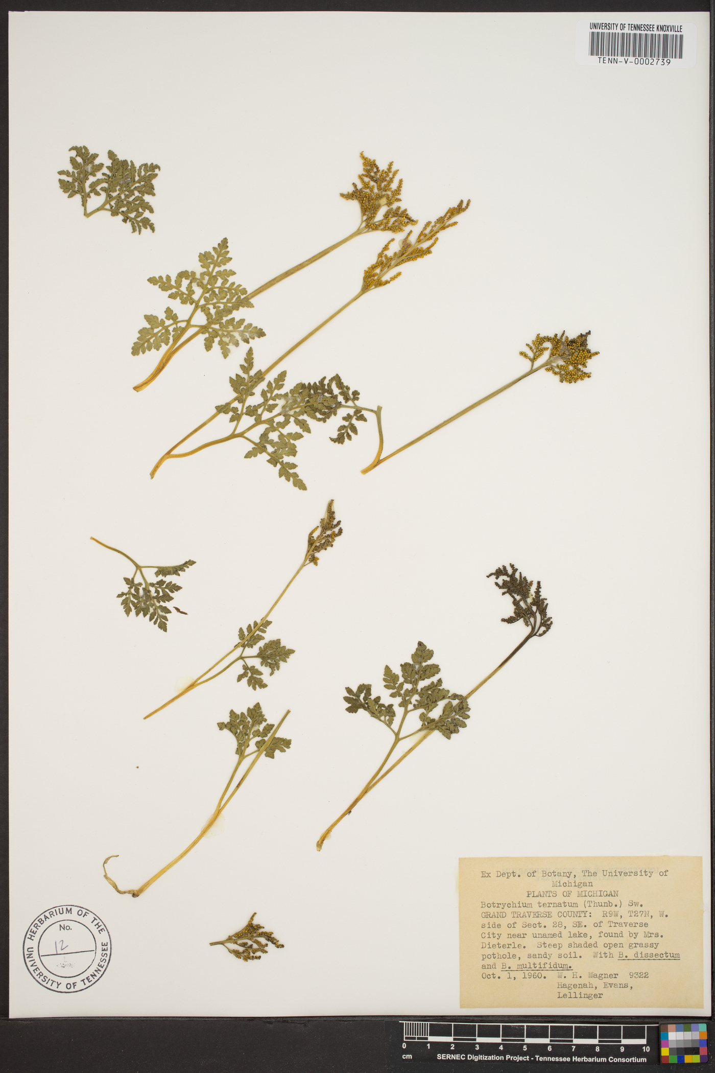 Botrychium ternatum image