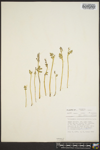 Botrychium matricariifolium image