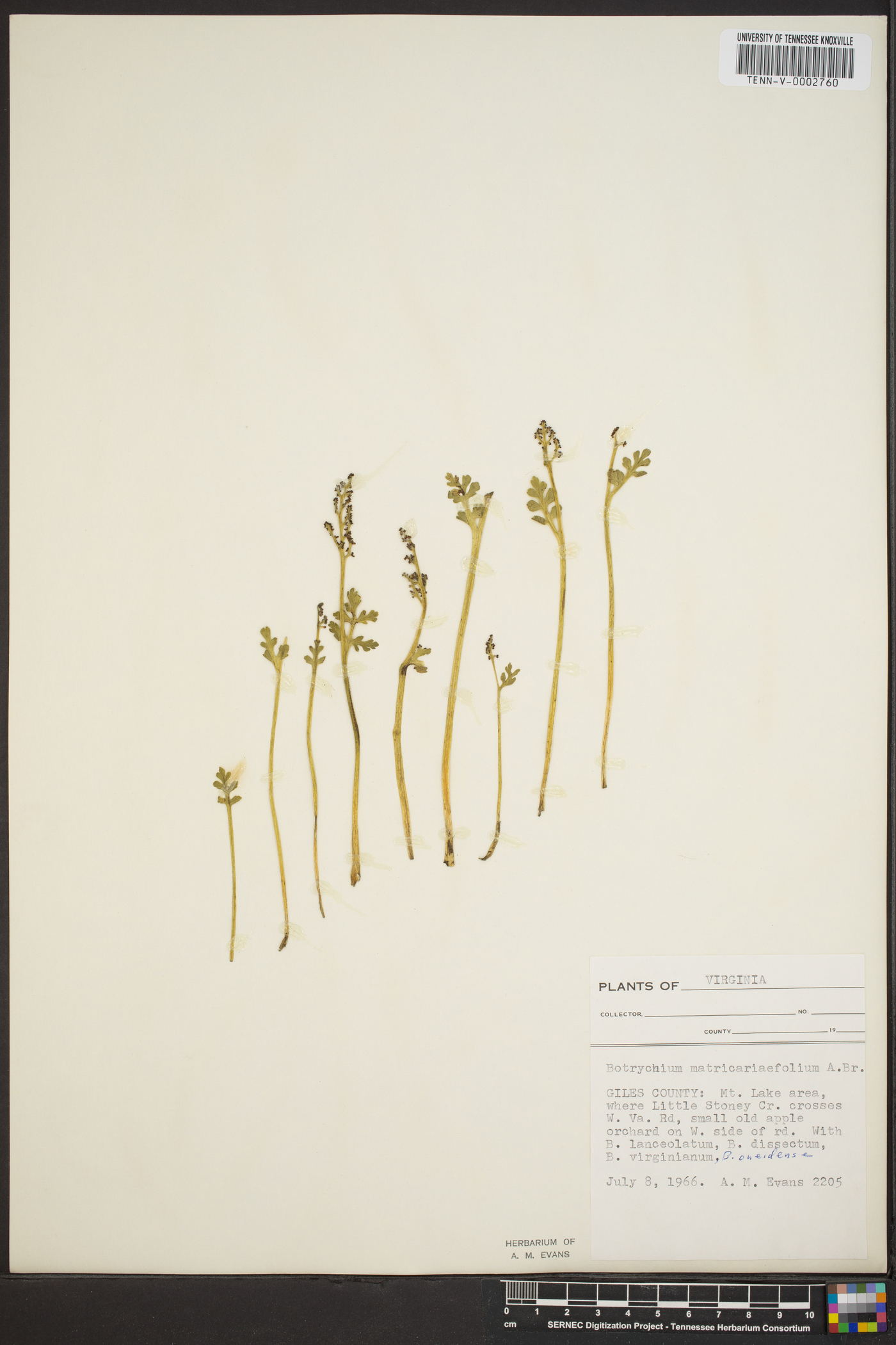 Botrychium matricariifolium image