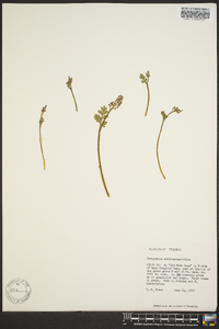 Botrychium matricariifolium image