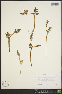 Botrychium matricariifolium image