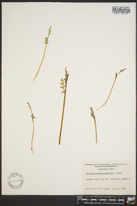 Botrychium matricariifolium image