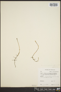 Botrychium matricariifolium image