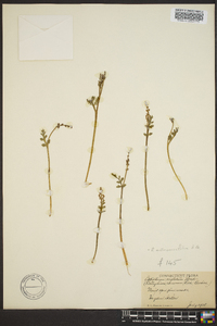 Botrychium matricariifolium image