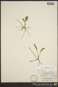 Ophioglossum engelmannii image