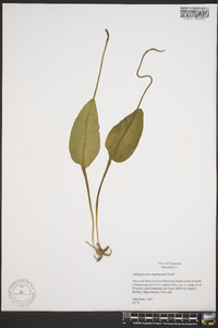 Ophioglossum engelmannii image