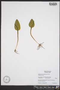 Ophioglossum engelmannii image