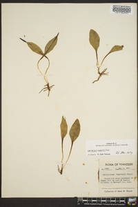 Ophioglossum engelmannii image