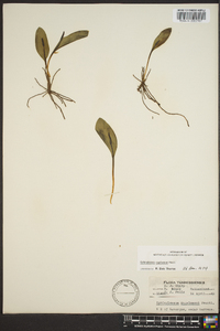 Ophioglossum engelmannii image