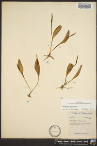 Ophioglossum engelmannii image