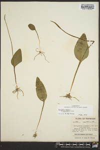 Ophioglossum vulgatum image