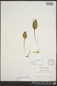 Ophioglossum vulgatum image