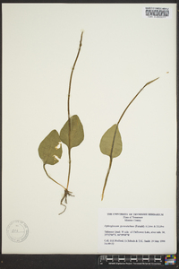 Ophioglossum vulgatum image