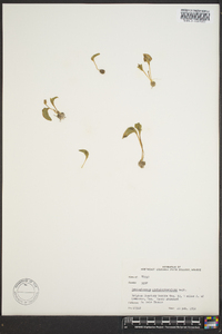 Ophioglossum crotalophoroides image