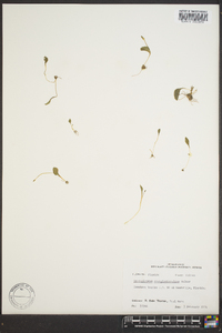 Ophioglossum crotalophoroides image