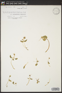 Ophioglossum crotalophoroides image