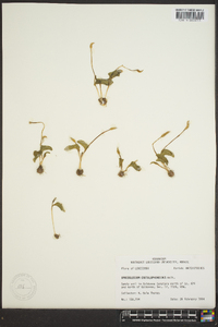 Ophioglossum crotalophoroides image