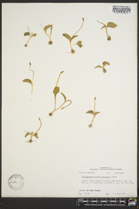 Ophioglossum crotalophoroides image