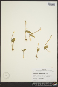 Ophioglossum crotalophoroides image