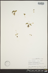 Ophioglossum crotalophoroides image