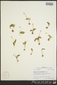 Ophioglossum crotalophoroides image